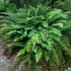 Polystichum Munitum -Plant Discount Store POM 4 scaled 1