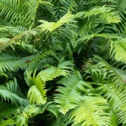Polystichum Munitum -Plant Discount Store POM 5 scaled 1