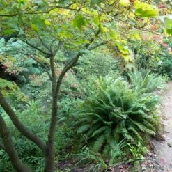 Polystichum Munitum -Plant Discount Store POM 6 scaled 1