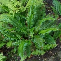 Polystichum Munitum -Plant Discount Store POM scaled 1