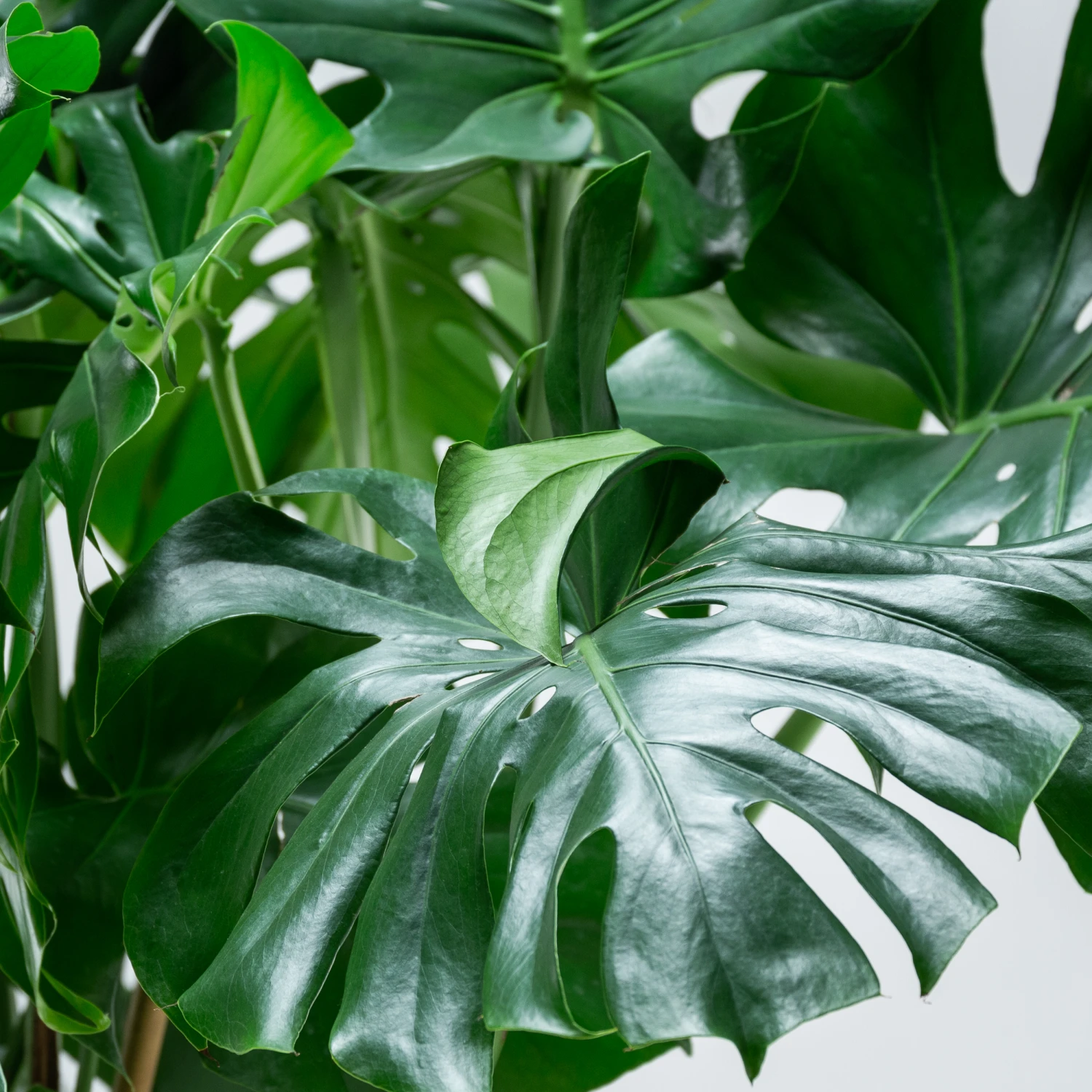 Monstera Deliciosa 2 Monstera Deliciosa - Image 2