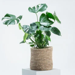 Monstera Deliciosa 6 Monstera Deliciosa -Plant Discount Store PPE 5