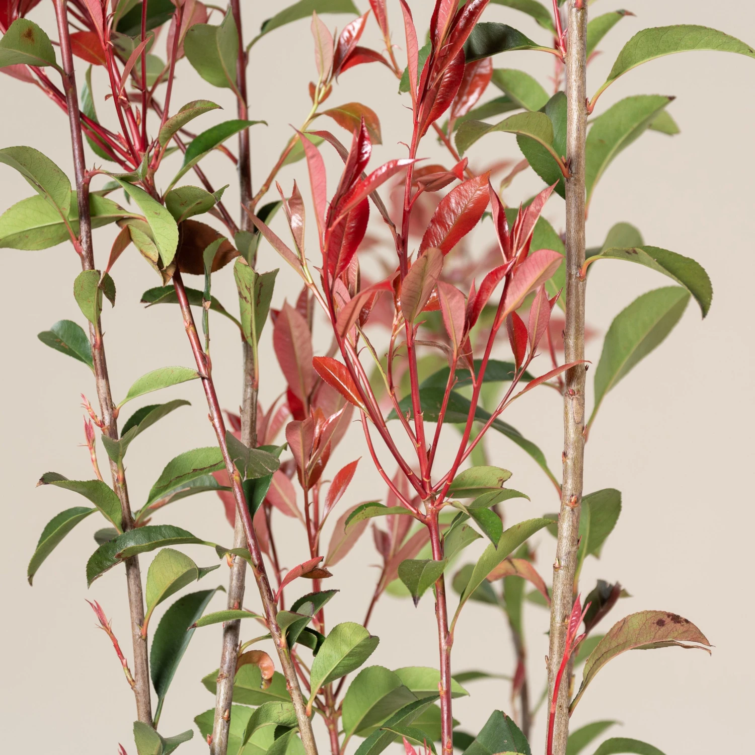 Photinia X Fraseri ‘Robusta Compacta’ 2 Photinia X Fraseri ‘Robusta Compacta’ - Image 2