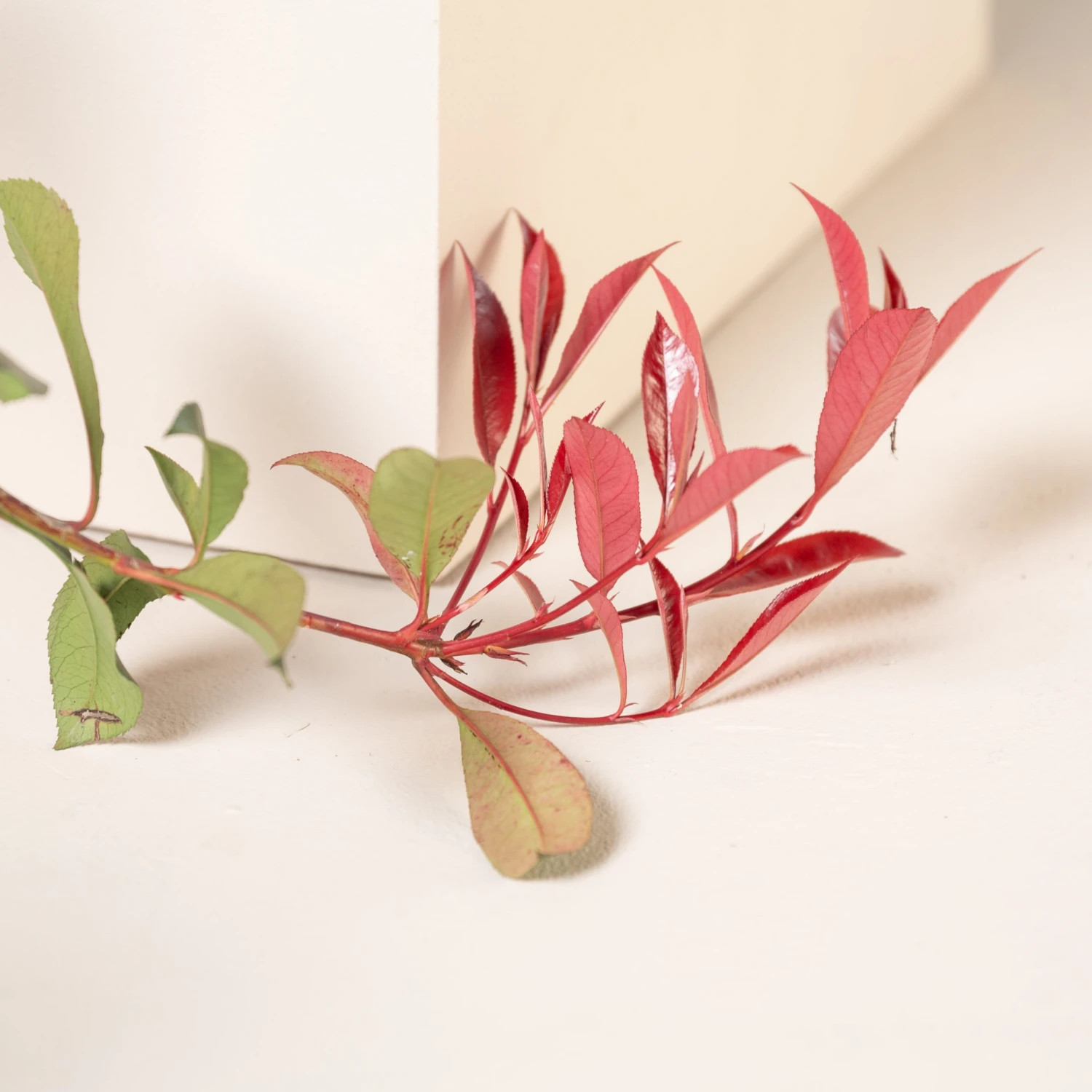 Photinia X Fraseri ‘Robusta Compacta’ 3 Photinia X Fraseri ‘Robusta Compacta’ - Image 3