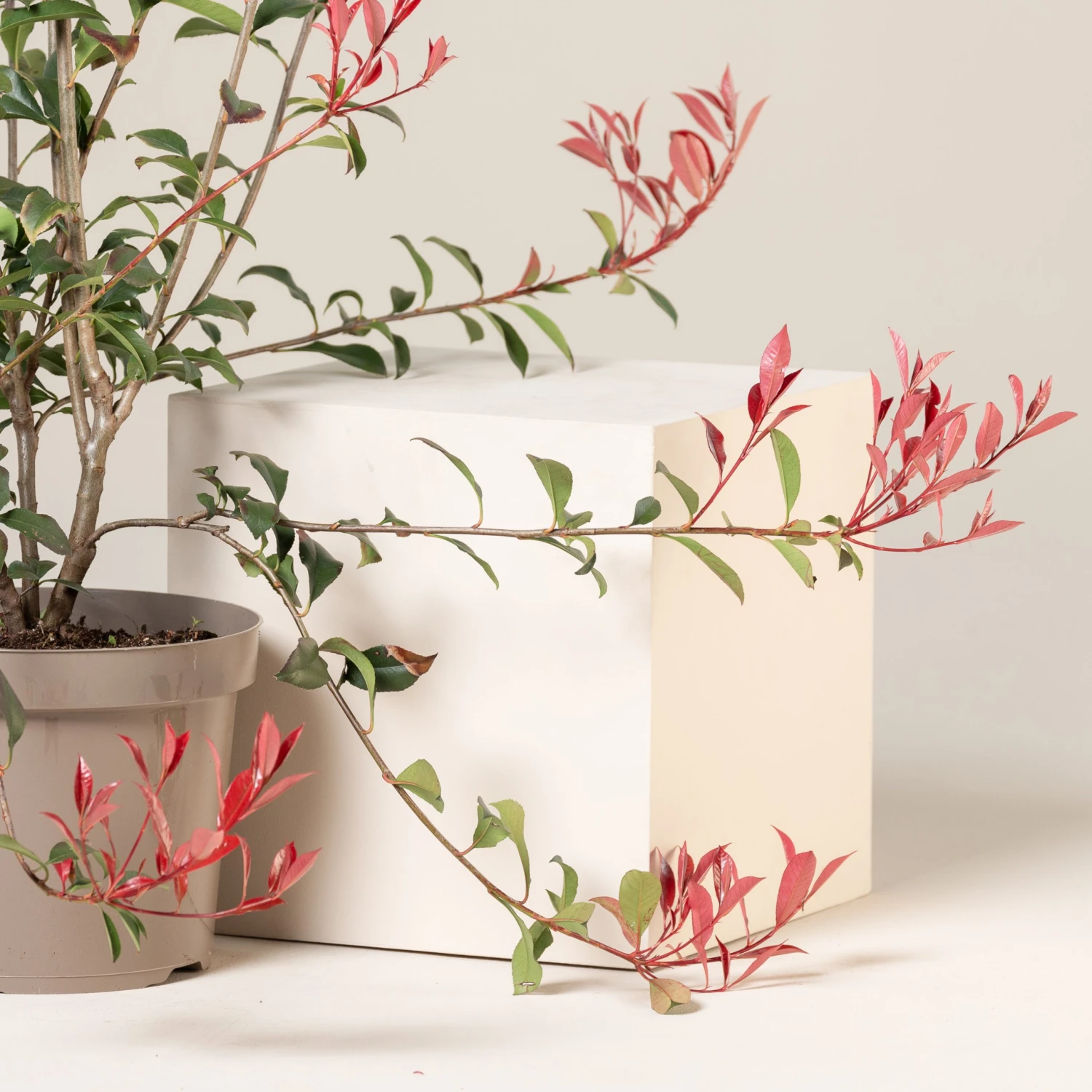 Photinia X Fraseri ‘Robusta Compacta’ 5 Photinia X Fraseri ‘Robusta Compacta’ - Image 5