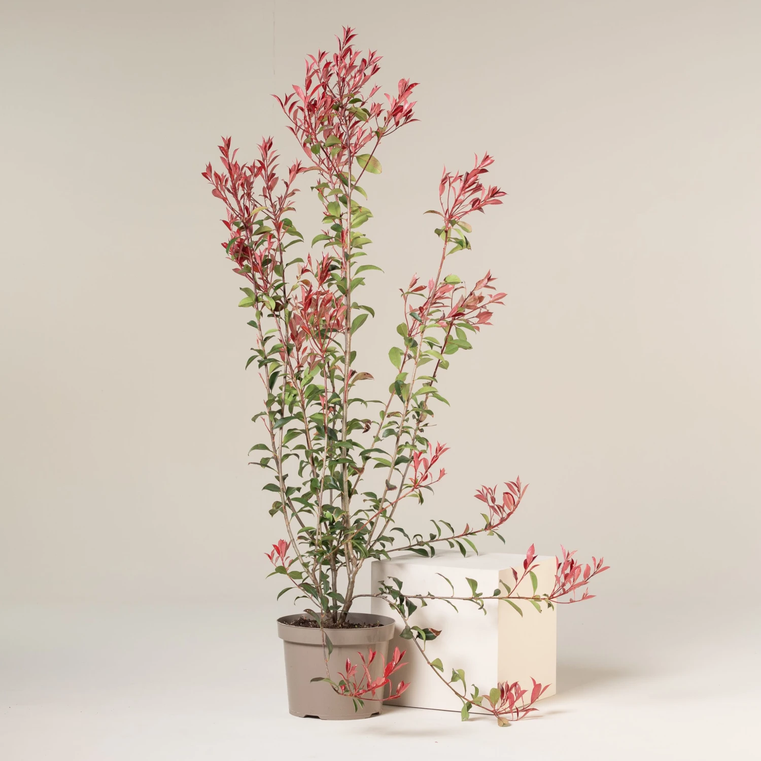 Photinia X Fraseri ‘Robusta Compacta’ 1 Photinia X Fraseri ‘Robusta Compacta’