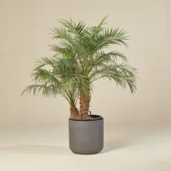 Phoenix Roebelenii -Plant Discount Store PRO 60f0cfd7acb7c