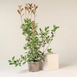 Photinia X Fraseri âRed Robinâ â Bush