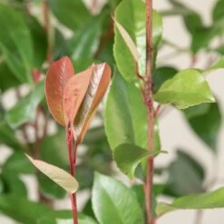 Photinia X Fraseri ‘Red Robin’ – Bush -Plant Discount Store PRRH 7 scaled 1