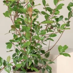 Photinia X Fraseri ‘Red Robin’ – Bush -Plant Discount Store PRRH 8 scaled 1