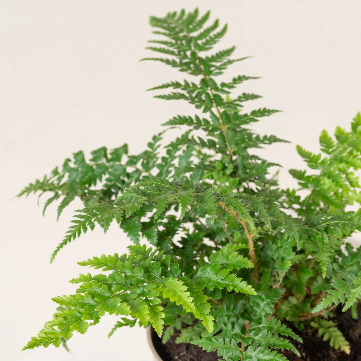 Polystichum Setiferum 3 Polystichum Setiferum - Image 3