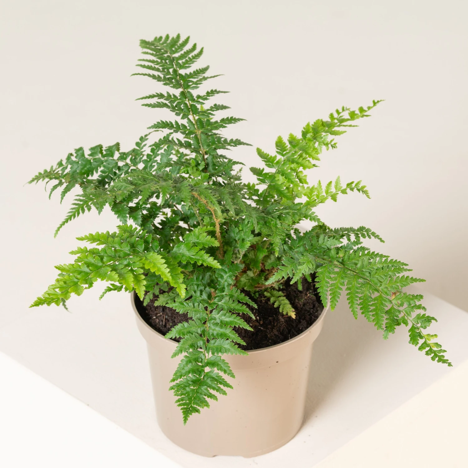 Polystichum Setiferum 2 Polystichum Setiferum - Image 2