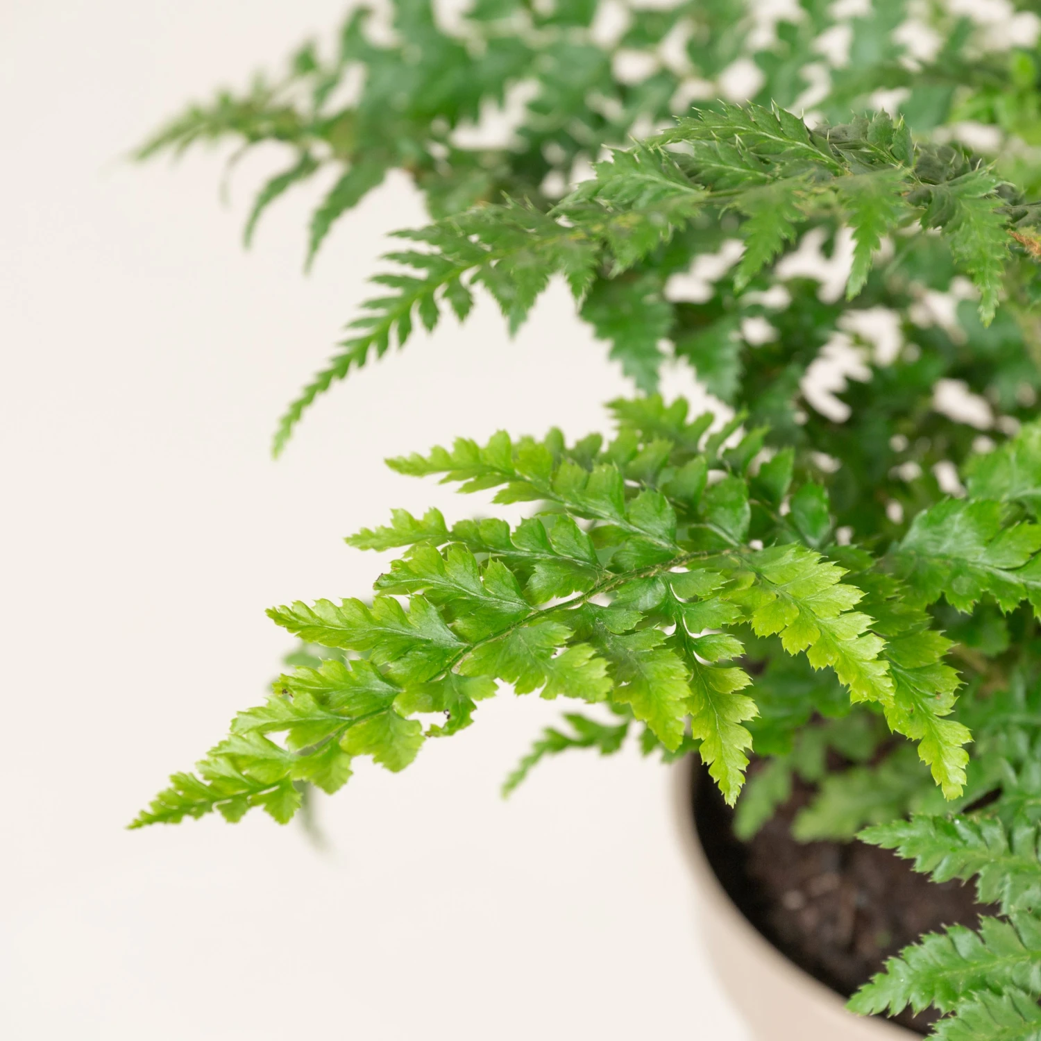 Polystichum Setiferum 4 Polystichum Setiferum - Image 4