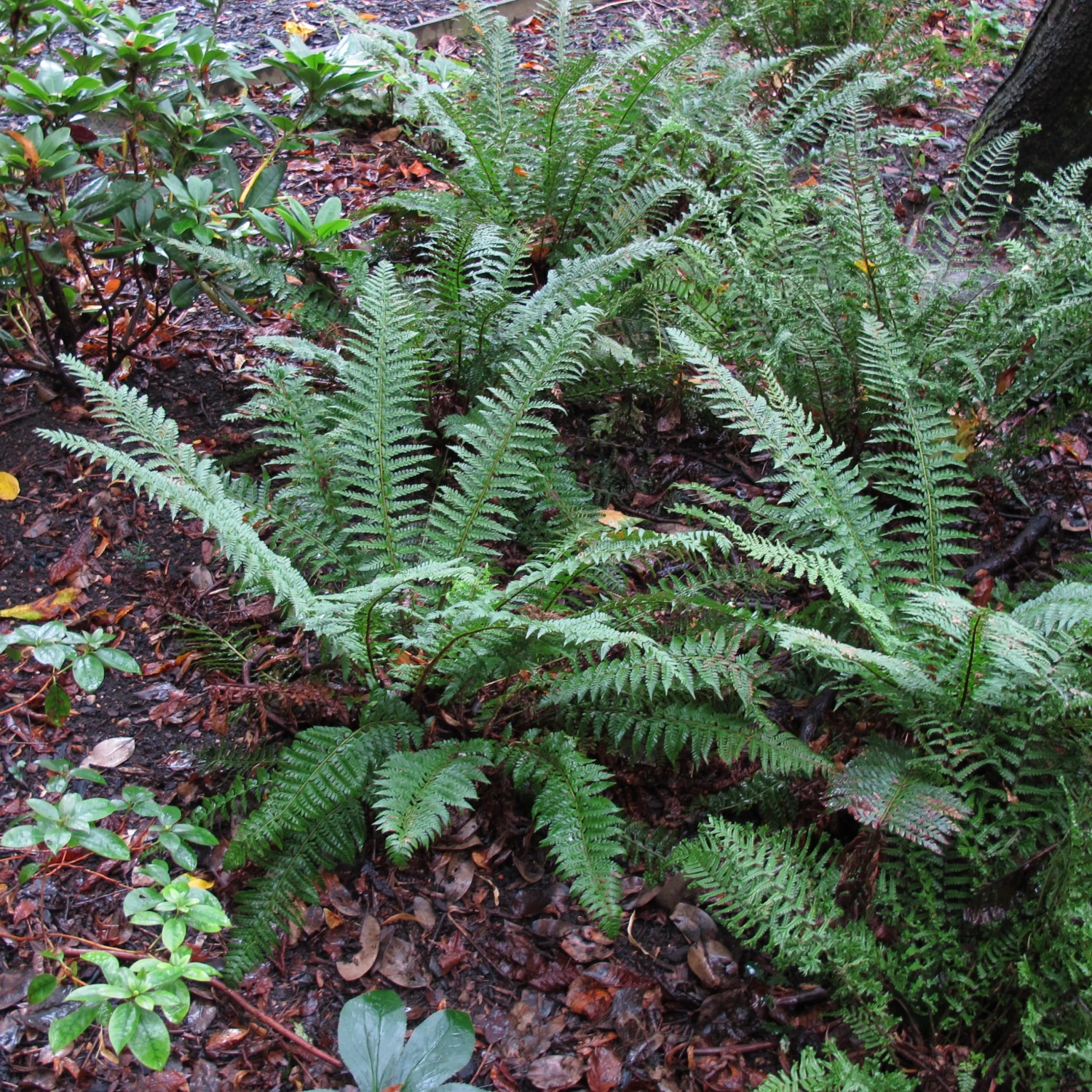 Polystichum Setiferum 6 Polystichum Setiferum - Image 6