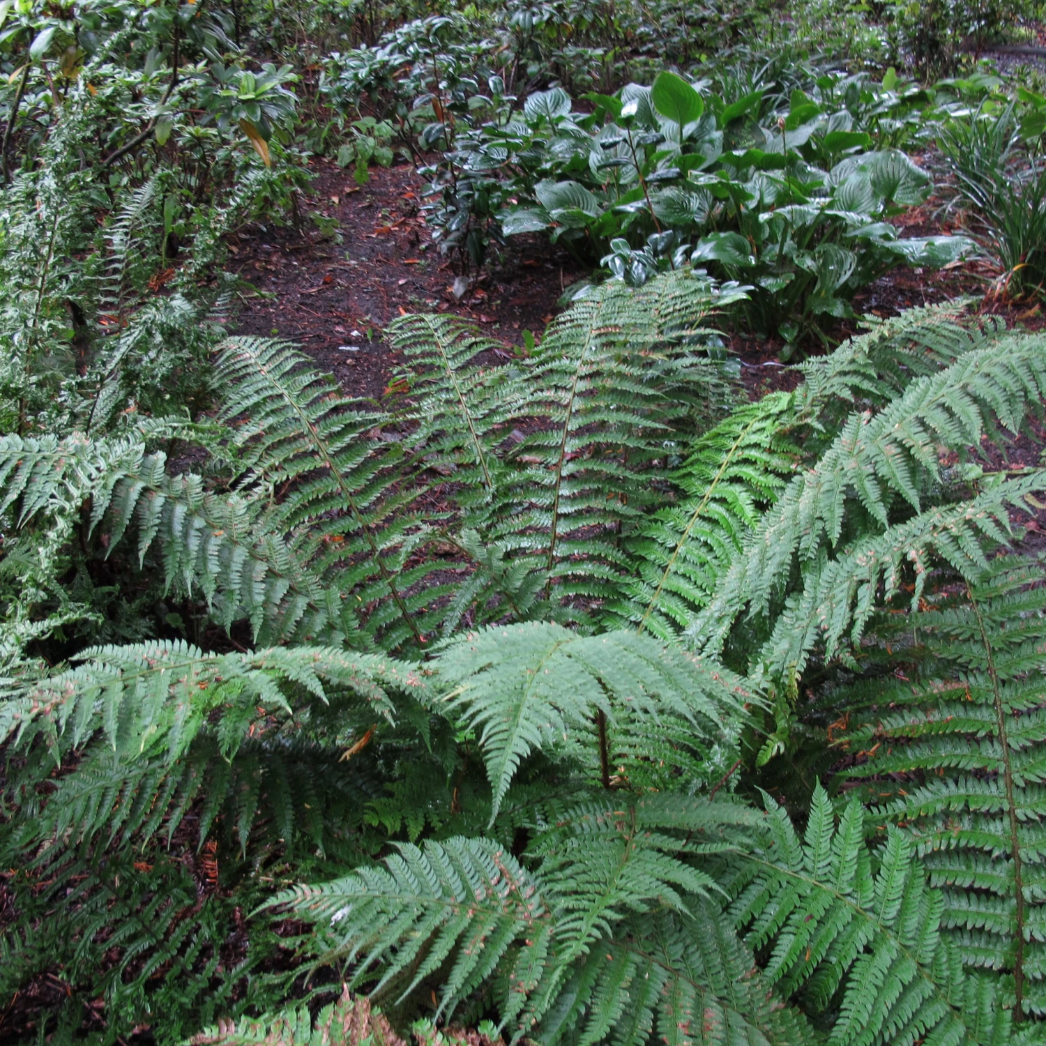 Polystichum Setiferum 5 Polystichum Setiferum - Image 5