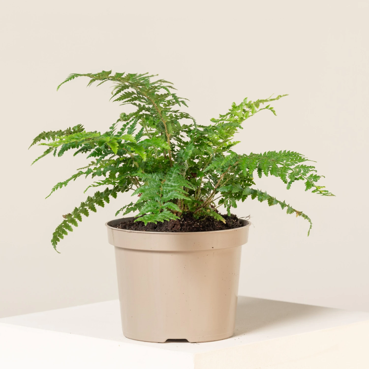 Polystichum Setiferum 1 Polystichum Setiferum