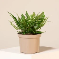 Polystichum Tsus-simense