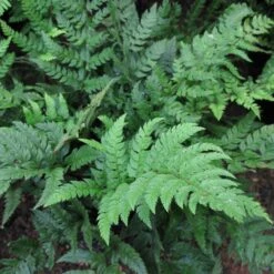 Polystichum Tsus-simense -Plant Discount Store PSM 4 scaled 1