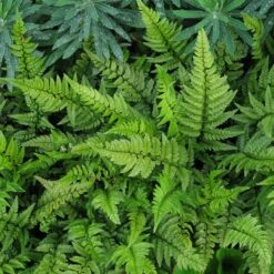 Polystichum Tsus-simense -Plant Discount Store PSM 5 scaled 1