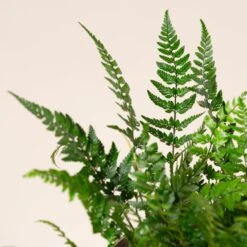 Polystichum Tsus-simense -Plant Discount Store PSM scaled 1