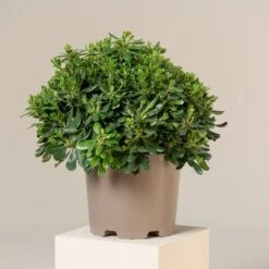 Pittosporum Tobira ‘Nanum’ -Plant Discount Store PTN 15 scaled 1