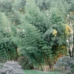 Phyllostachys Vivax ‘Aureocaulis’ 9 Phyllostachys Vivax ‘Aureocaulis’ -Plant Discount Store PVA 60a92b05e7cff