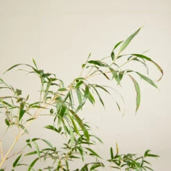 Plant Discount Store -Plant Discount Store PVA 6138ba62d7a02