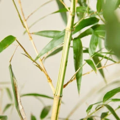 Phyllostachys Vivax ‘Aureocaulis’ 7 Phyllostachys Vivax ‘Aureocaulis’ -Plant Discount Store PVA 6138ba67937af