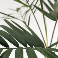 Chamaedorea Radicalis 9 Chamaedorea Radicalis -Plant Discount Store PXL 20231004 132743918.PORTRAIT scaled 1