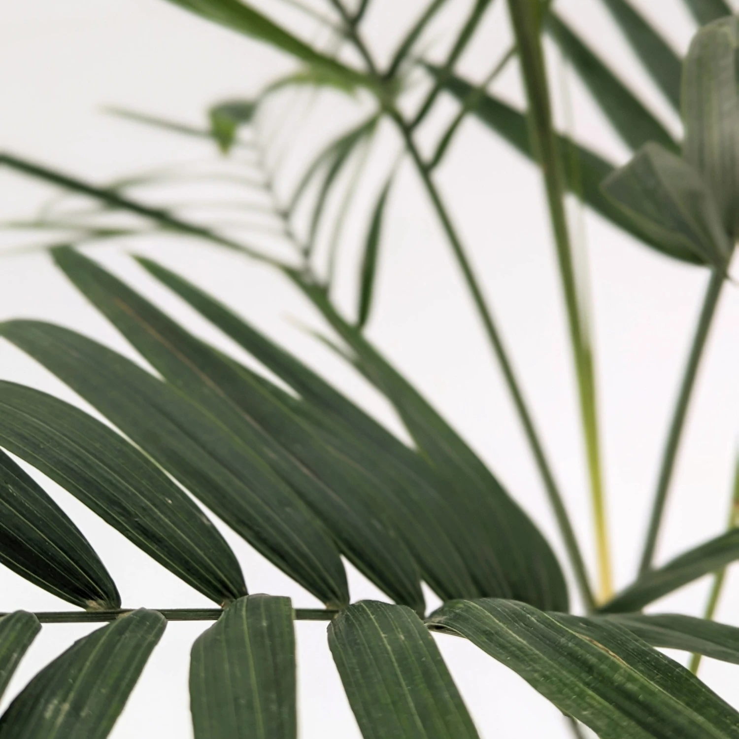 Chamaedorea Radicalis 5 Chamaedorea Radicalis - Image 5