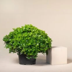 Pittosporum Tobira ‘Nanum’ -Plant Discount Store P 15352 6044c03e189a1