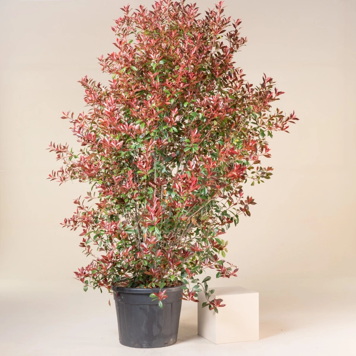 Photinia X Fraseri ‘Robusta Compacta’ 6 Photinia X Fraseri ‘Robusta Compacta’ - Image 6