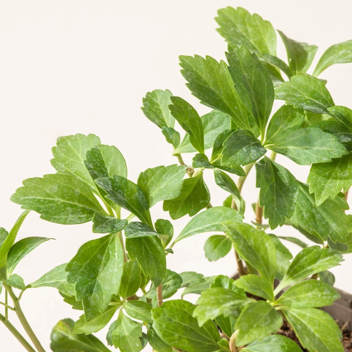 Pachysandra Terminalis 2 Pachysandra Terminalis - Image 2