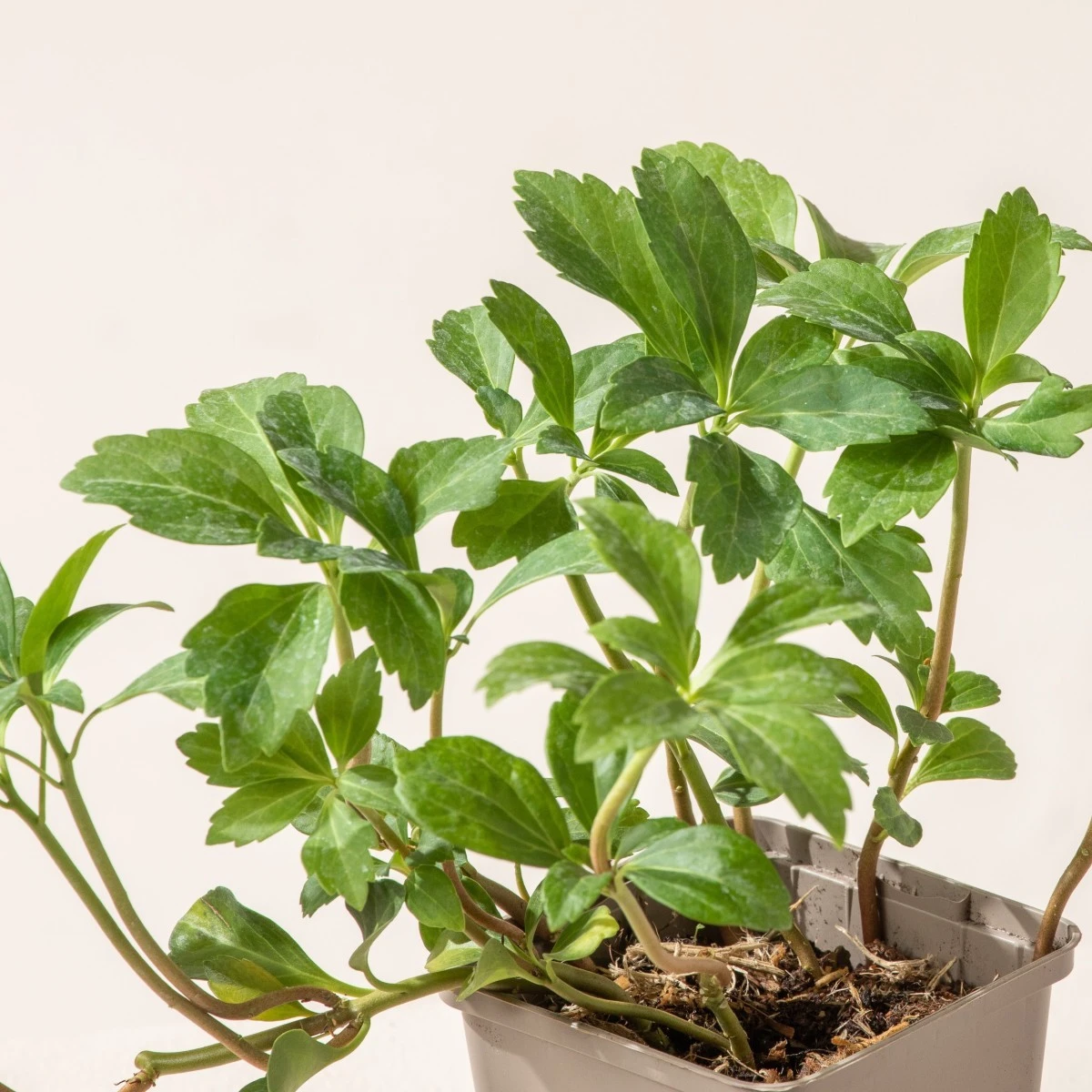 Pachysandra Terminalis 3 Pachysandra Terminalis - Image 3