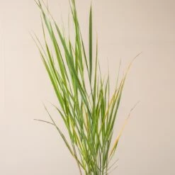 Panicum Virgatum ‘North Wind’ -Plant Discount Store P 16500 601653b2bd615 1