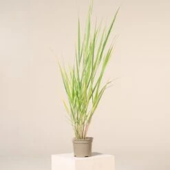 Panicum Virgatum ‘North Wind’ -Plant Discount Store P 16500 601653ca0e2df 1