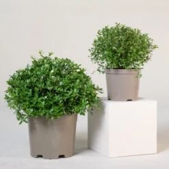 Pittosporum Tenuifolium ‘Golf Ball’