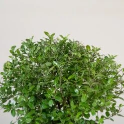 Pittosporum Tenuifolium ‘Golf Ball’ -Plant Discount Store P 16914 5f79076796c08