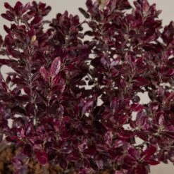 Pittosporum Tenuifolium ‘Bannow Bay’ -Plant Discount Store P 18601 5f790c4393538