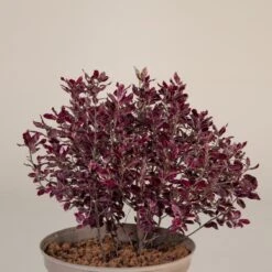 Pittosporum Tenuifolium āBannow Bayā