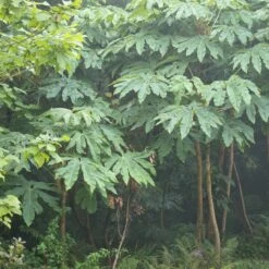 Tetrapanax Papyrifer 22 Tetrapanax Papyrifer -Plant Discount Store REX 1 scaled 1