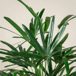 Rhapis Excelsa -Plant Discount Store REX 10 3