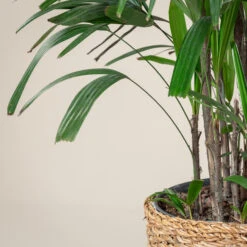 Rhapis Excelsa -Plant Discount Store REX 10 5