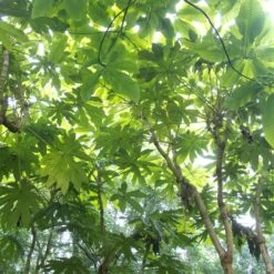 Tetrapanax Papyrifer 25 Tetrapanax Papyrifer -Plant Discount Store REX 2 scaled 1