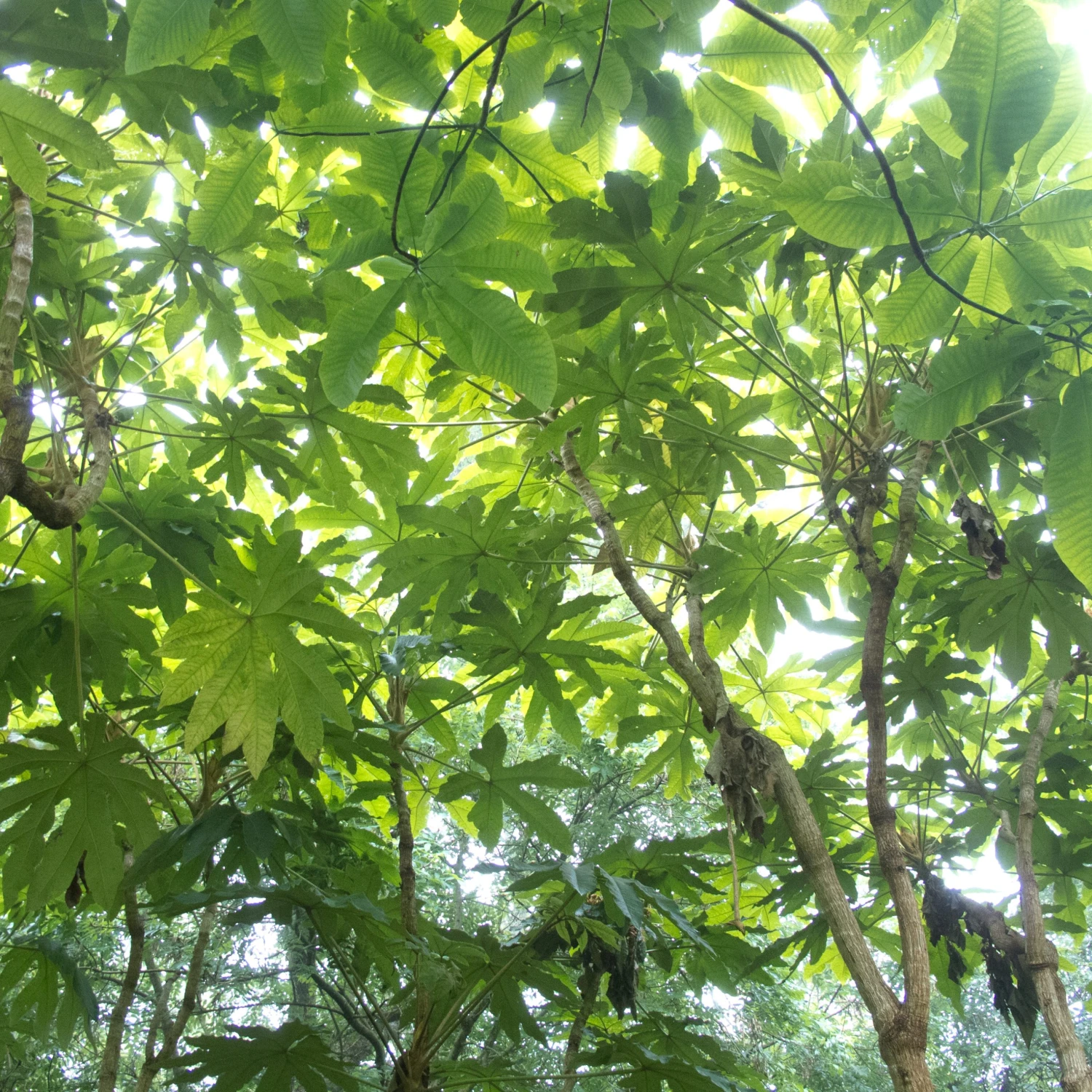 Tetrapanax Papyrifer 10 Tetrapanax Papyrifer - Image 10