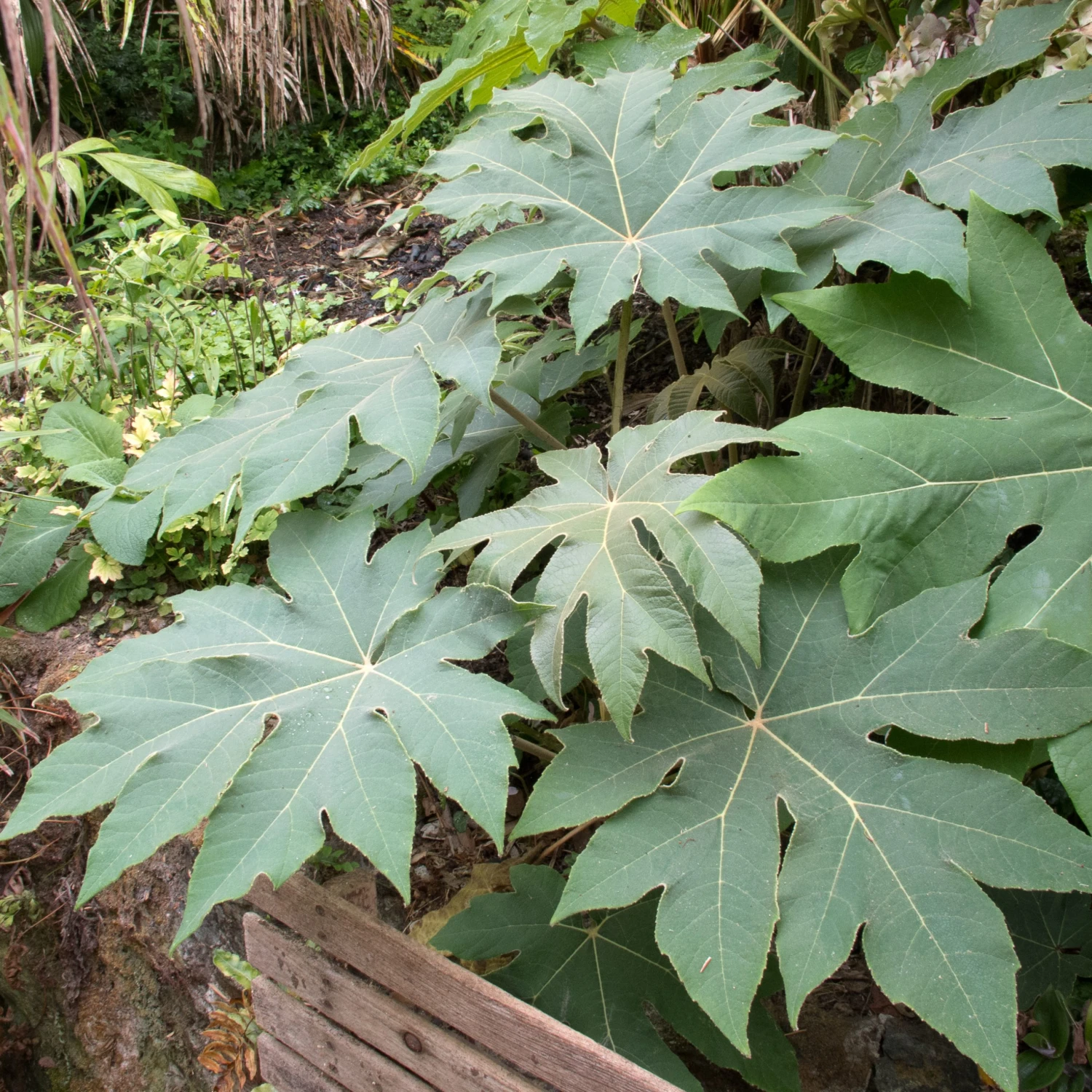 Tetrapanax Papyrifer 5 Tetrapanax Papyrifer - Image 5