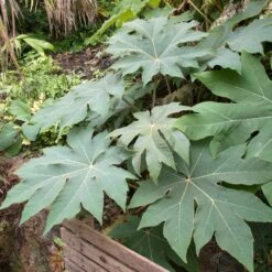 Tetrapanax Papyrifer ‘Rex’ 14 Tetrapanax Papyrifer ‘Rex’ -Plant Discount Store REX 3 scaled 2