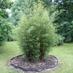 Bamboo Root Barrier 13 Bamboo Root Barrier -Plant Discount Store ROO 4 scaled 1