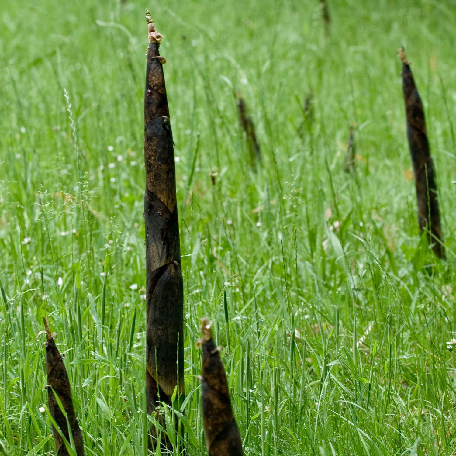 Bamboo Root Barrier 6 Bamboo Root Barrier - Image 6