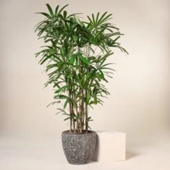 Rhapis Excelsa -Plant Discount Store R 15247 6044bfdba5cac